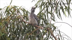 Balcony Biodiversity : Amazing Wildlife of India by Renu Tewari and Alok Tewari