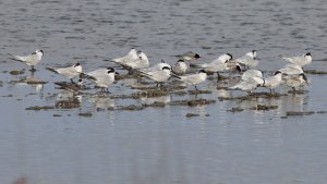 black tern and friends