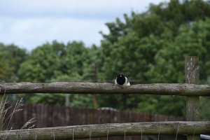 Magpie taking a rest