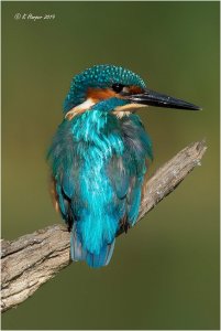 Kingfisher