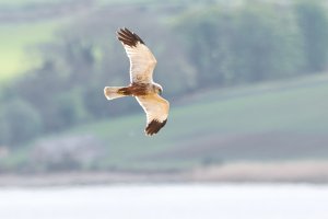 Harrier Marsh male