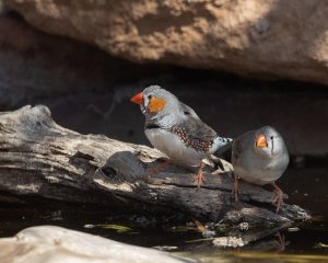 Zebra Finch m and f