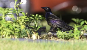 Common Grackle