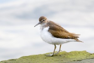 Common Sandpiper