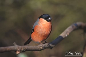 Bullfinch