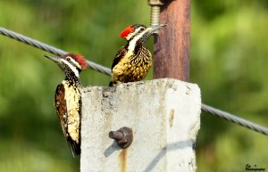 A Pair of Woodpeckers..