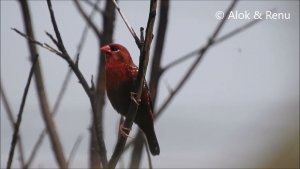 Red Avadavat : male singing : Amazing Wildlife of India by Renu Tewari and Alok Tewari