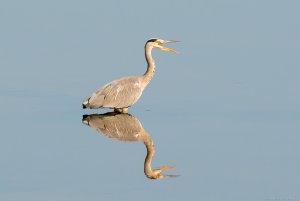 Grey Heron Reflection