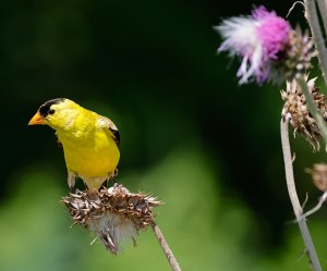 American Goldfinch (male) on Nodding Thistle