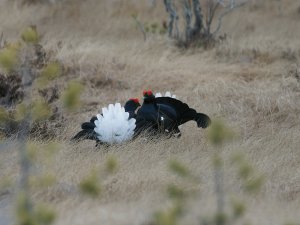 Two male black grouse