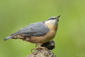 Nuthatch