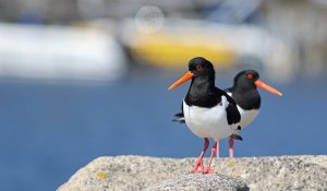 Oystercatcher