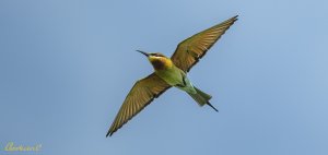 Blue-tailed Bee-eater 栗喉蜂虎