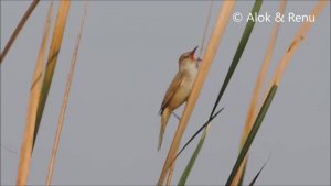 Clamorous Reed-warbler : Call : Amazing Wildlife of India by Renu Tewari and Alok Tewari