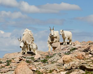 Mountain Goat Trio