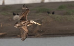 Peruvian Pelican.jpg