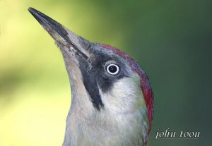 Green woodpecker