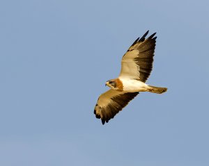 Swainson's Hawk