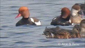 Lakescape - 740 : Red crested Pochard & Gadwall : Amazing Wildlife of India by Renu Tewari & Alok Tewari