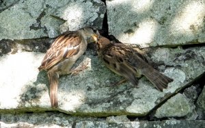 Mum & Young House Sparrow
