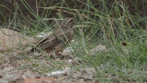 Striolated bunting