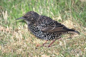 Starling