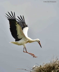 White Stork 3672.jpg