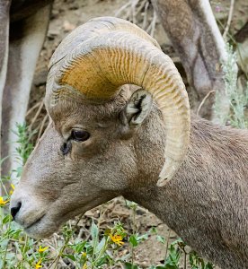 Rocky Mountain Bighorn Sheep, Ram