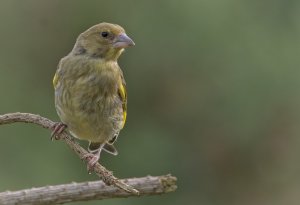 Young Greenfinch.