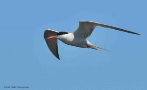 Common Tern 4023.jpg