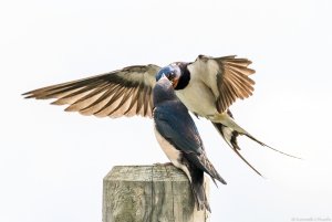 Swallow Feeding