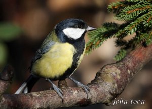 great tit