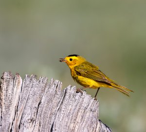 Wilson's Warbler