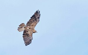 Swainson's Hawk