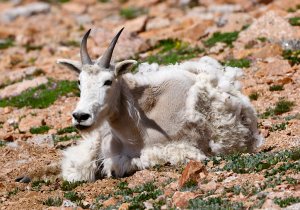Mountain Goat, male