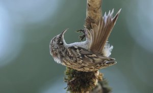 Short-toed treecreeper