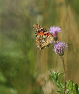 Painted lady