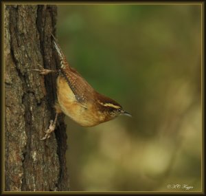 Looking more like a Nuthatch in that pose