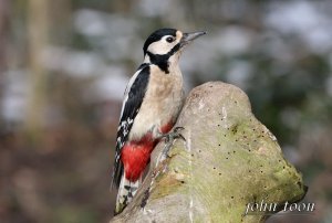 Great spotted woodpecker