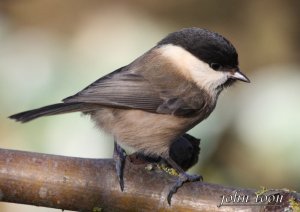 Willow tit