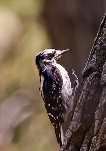 Hairy Woodpecker (female)