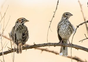 Lark Sparrows (adult & juvenile)