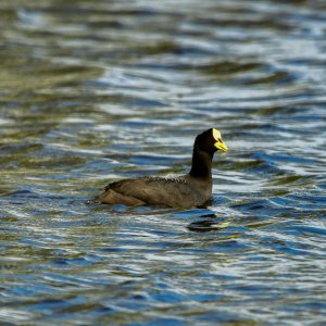 Red-gartered Coot