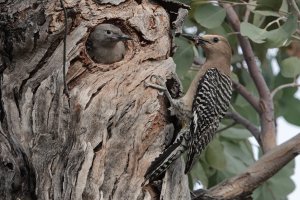 Gila Woodpecker