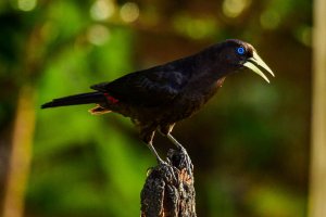 Red-rumped Cacique