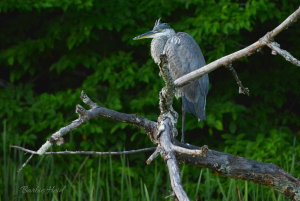 Great blue heron (juvenile) on patrol