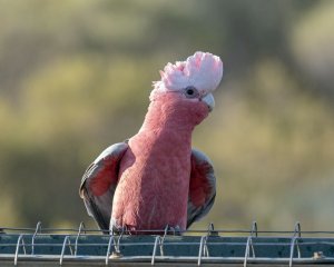 Galah (m)