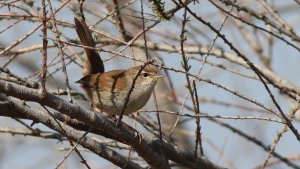 Cetti's warbler