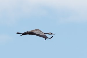 Common crane in flight