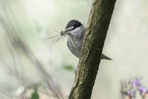 Blackcap with Insects